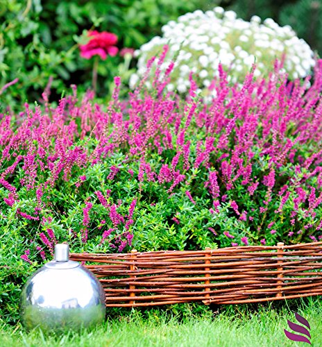 Beeteinfassung System - 10 Elemente (100x20cm) - natürlicher Steckzaun, Rasenkante, Weidenzaun - imprägniert – Bild 3